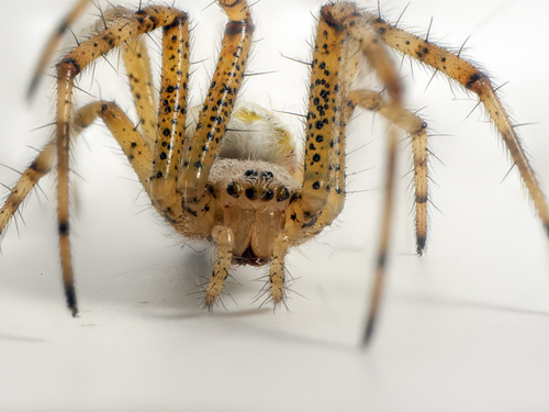 Wasp Spider