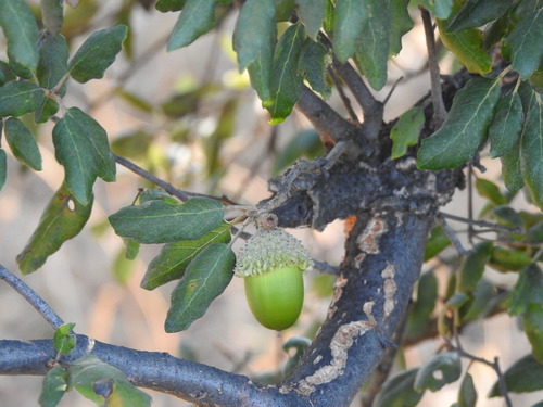 cork oak