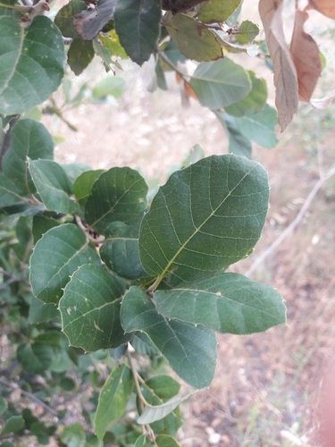 cork oak