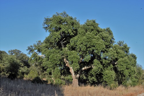 cork oak