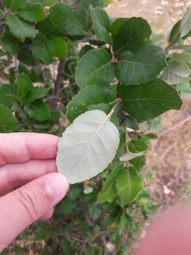 cork oak
