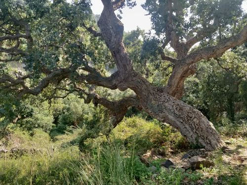 cork oak