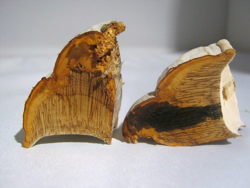 Tinder Polypore