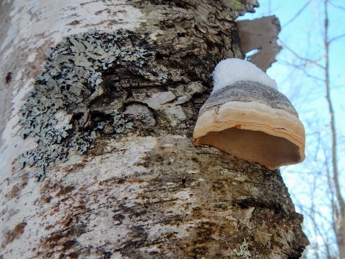 Tinder Polypore
