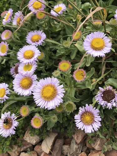seaside daisy