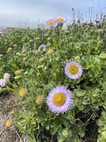 seaside daisy