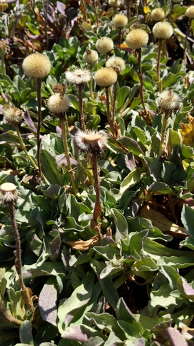 seaside daisy