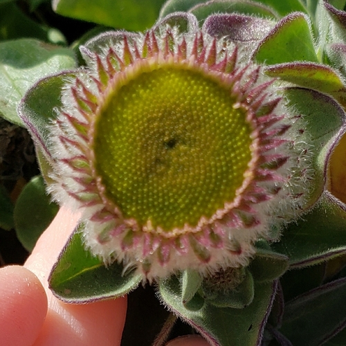 seaside daisy