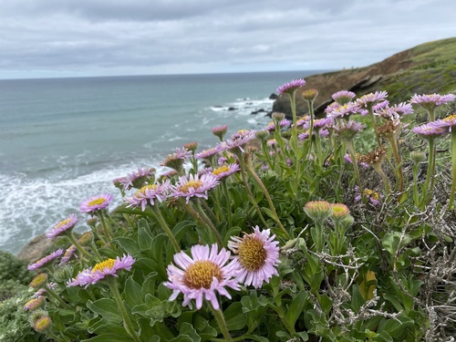 seaside daisy