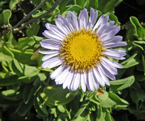 seaside daisy