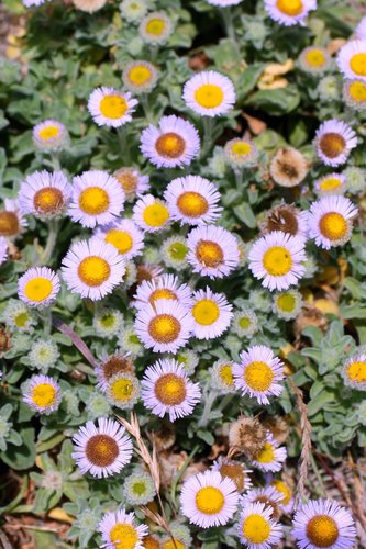 seaside daisy