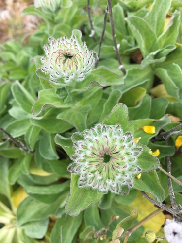 seaside daisy