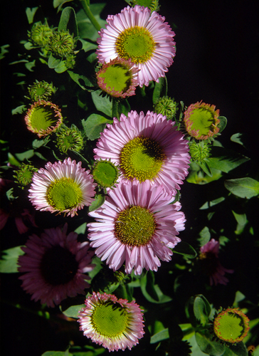 seaside daisy