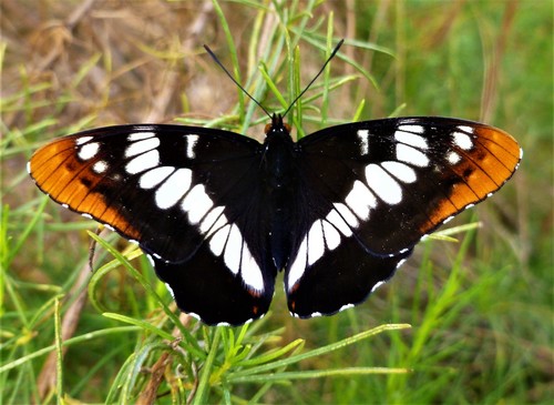 Lorquin's Admiral