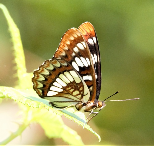 Lorquin's Admiral