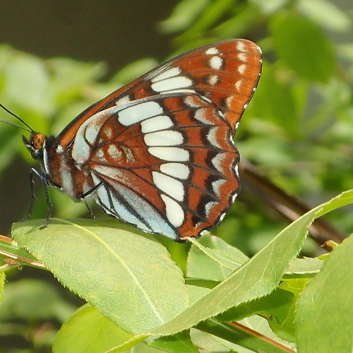 Lorquin's Admiral