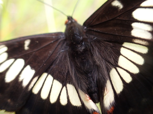 Lorquin's Admiral