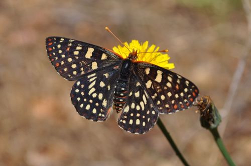 Variable Checkerspot