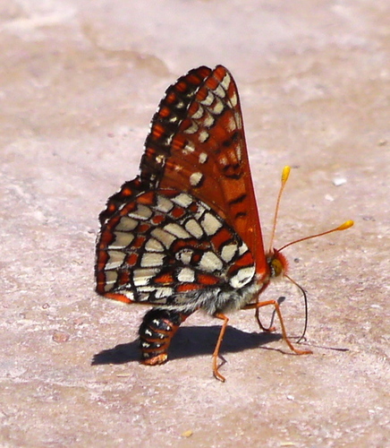 Variable Checkerspot