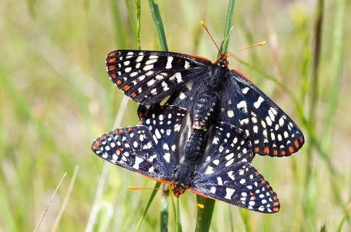 Variable Checkerspot