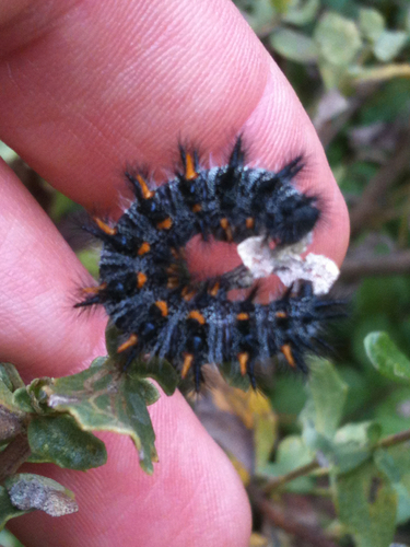 Variable Checkerspot