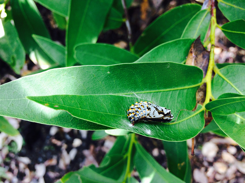 Variable Checkerspot