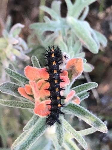 Variable Checkerspot