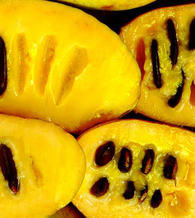 common pawpaw