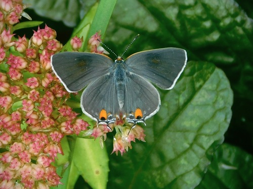 Gray Hairstreak