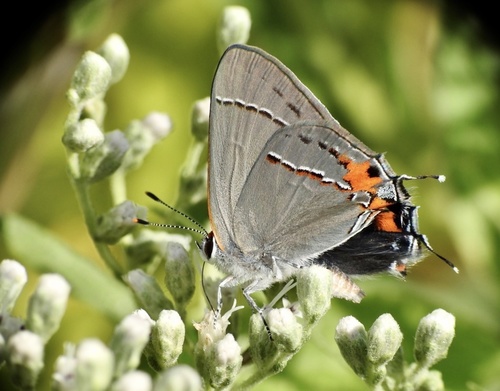 Gray Hairstreak