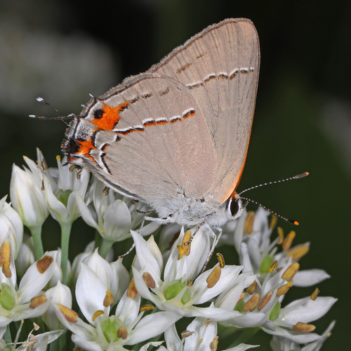 Gray Hairstreak