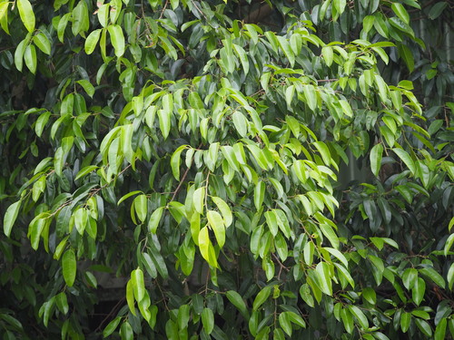 Weeping fig