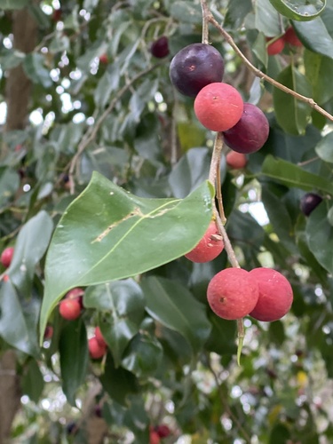 Weeping fig