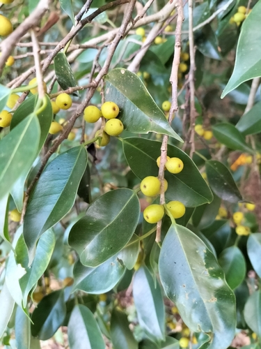 Weeping fig