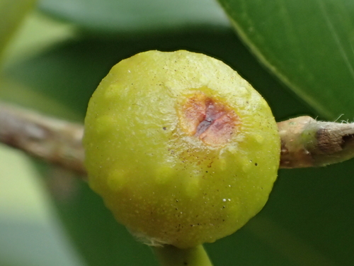 Weeping fig