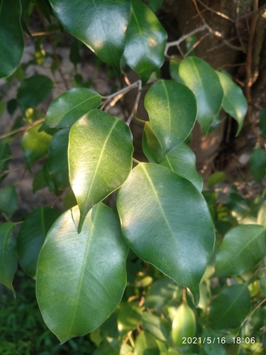 Weeping fig