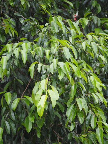 Weeping fig