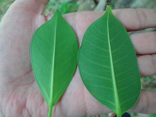 Weeping fig