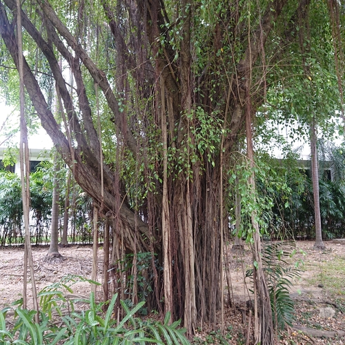 Weeping fig