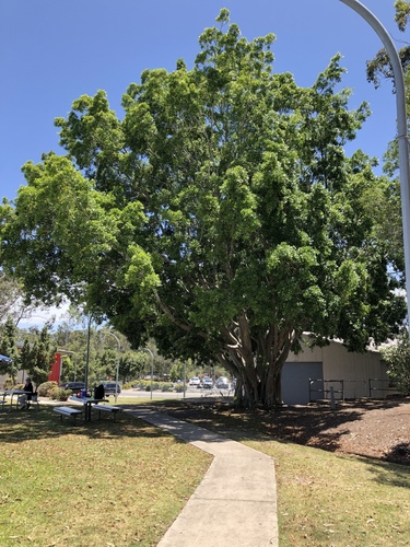 Weeping fig