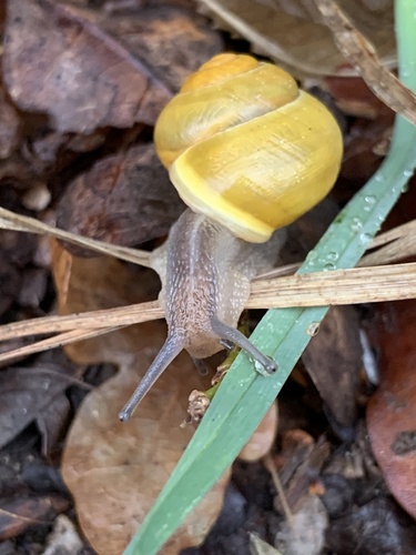 White-lipped Snail