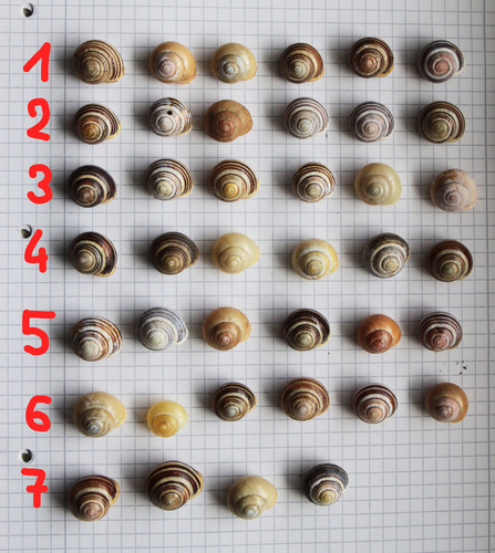 White-lipped Snail