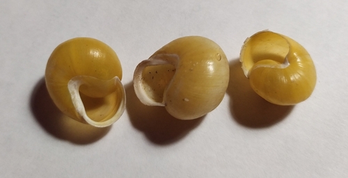 White-lipped Snail