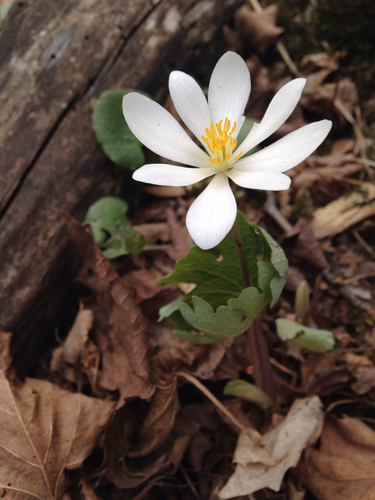 bloodroot