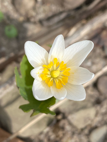 bloodroot