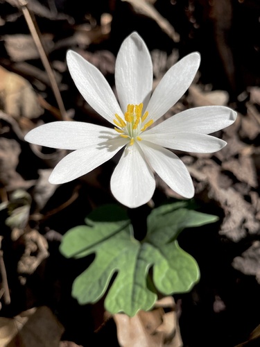 bloodroot