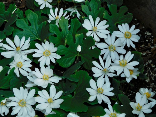 bloodroot