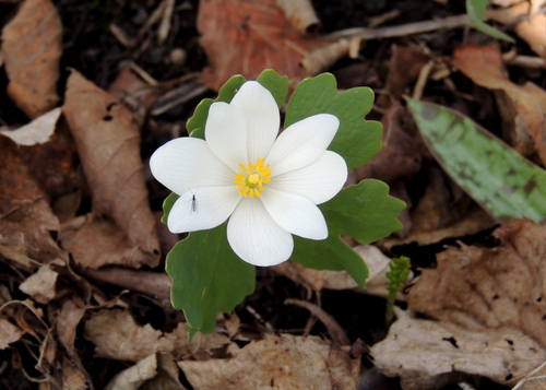 bloodroot