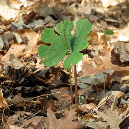 bloodroot