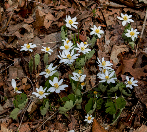 bloodroot